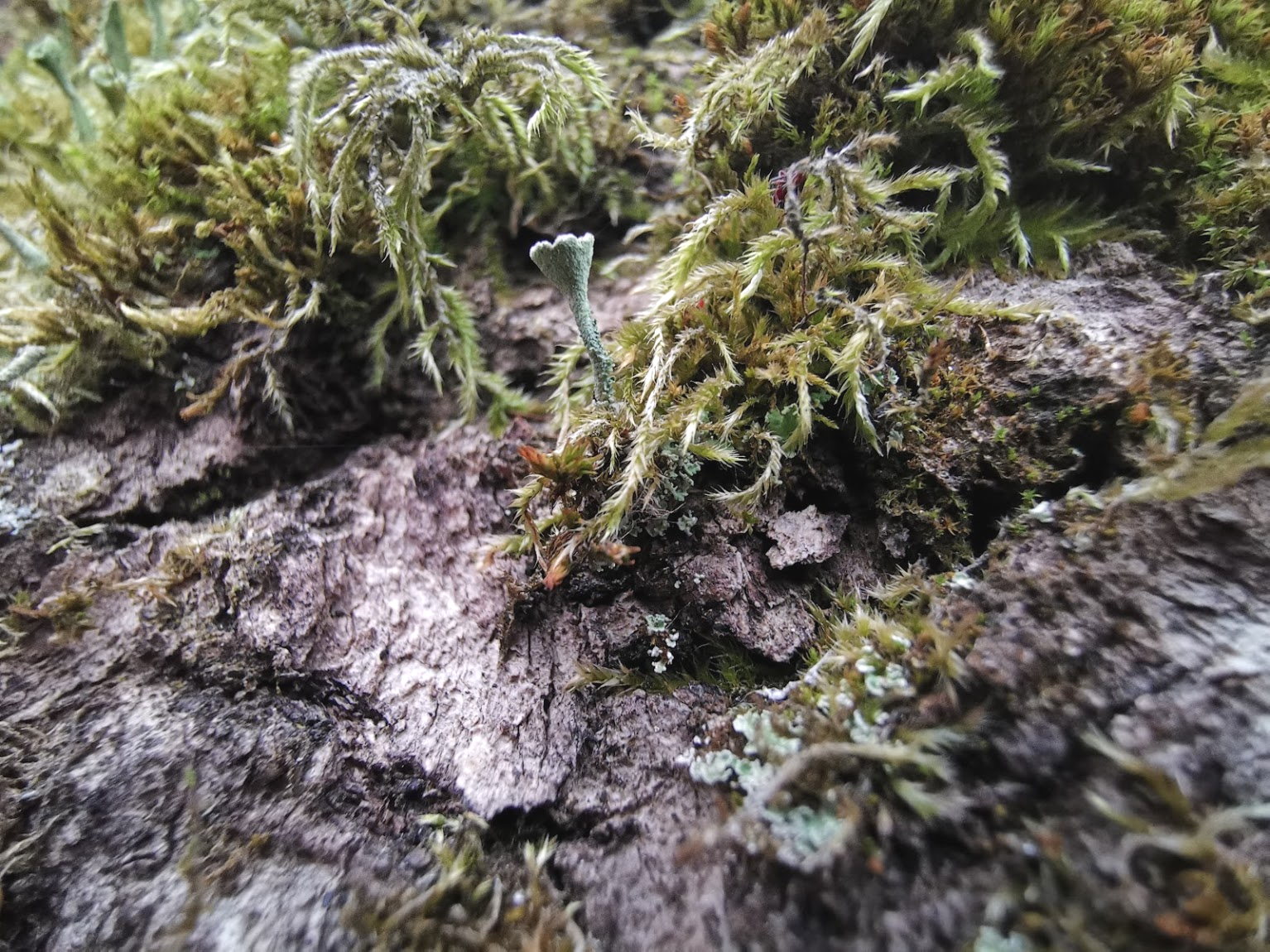 huawei mate 20 pro review camera samples aa optimized 17 Macro shot of moss on a tree taken on HUAWEI Mate 20 Pro