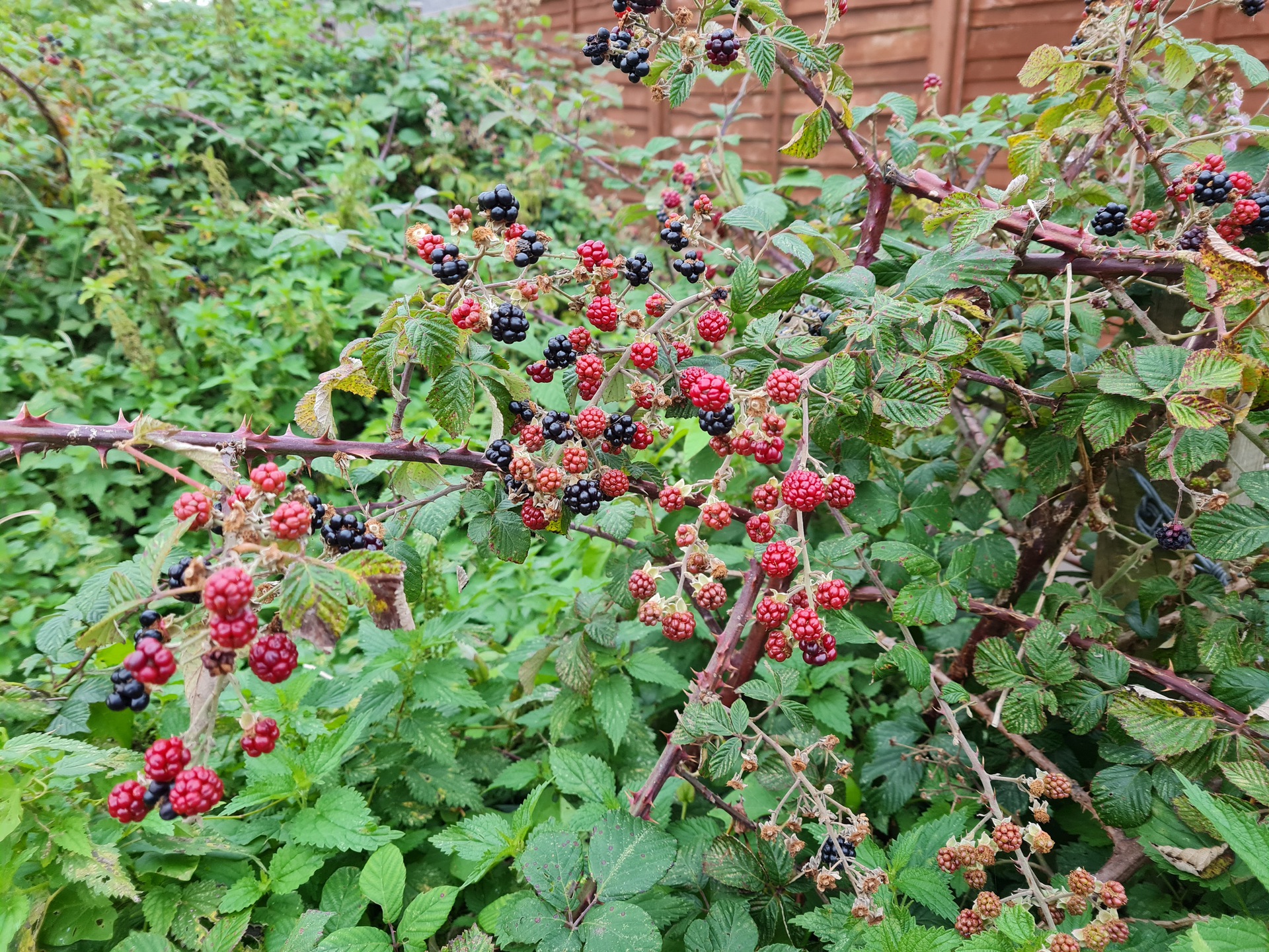 samsung galaxy note 20 camera sample 10 1