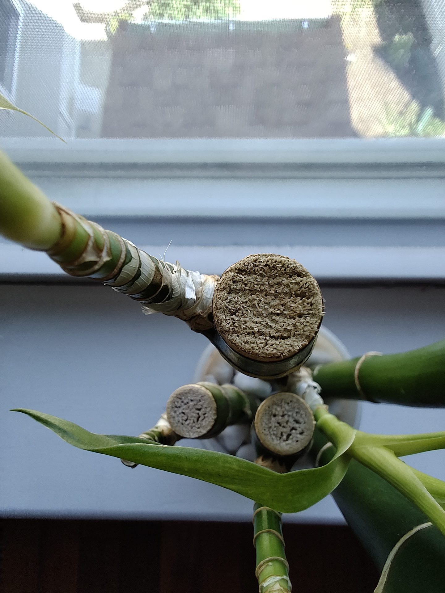 TCL 20 Pro 5G Camera 5MP Macro shot of the top of a green plant in front of a window