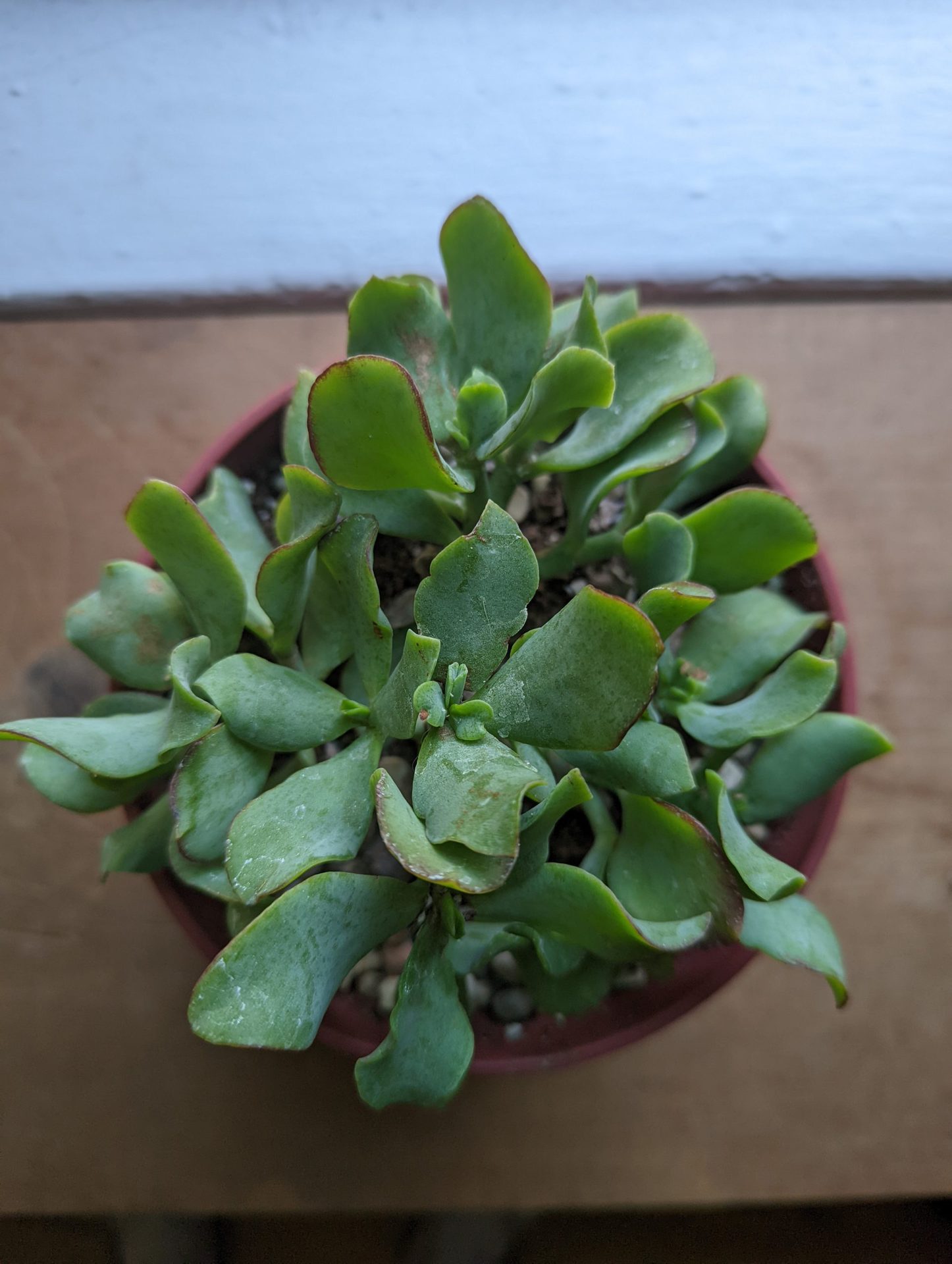 An image of a plant taken with the Google Pixel 6 camera