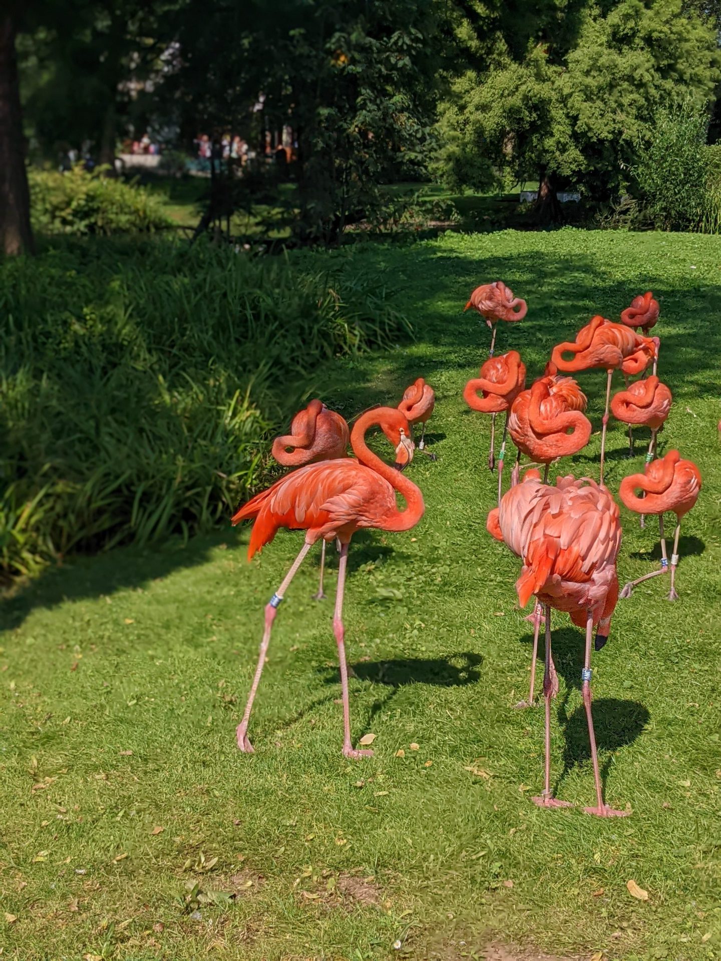 Pink flamingos