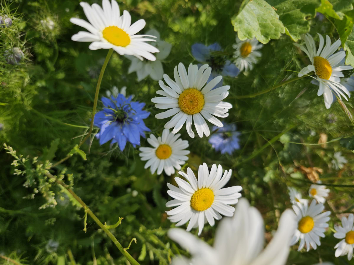 Flowers Samsung Galaxy S23 Ultra