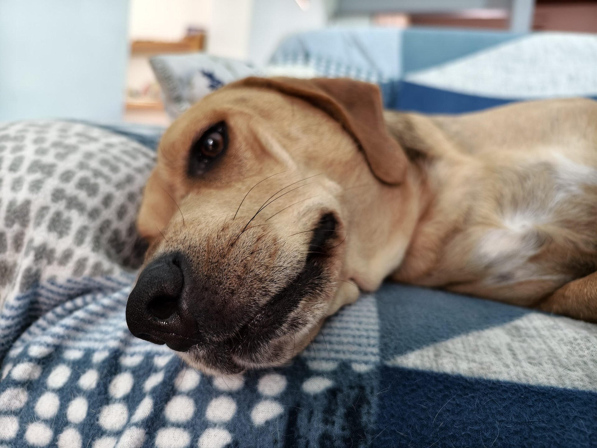 Vivo X100 Pro dog 1x