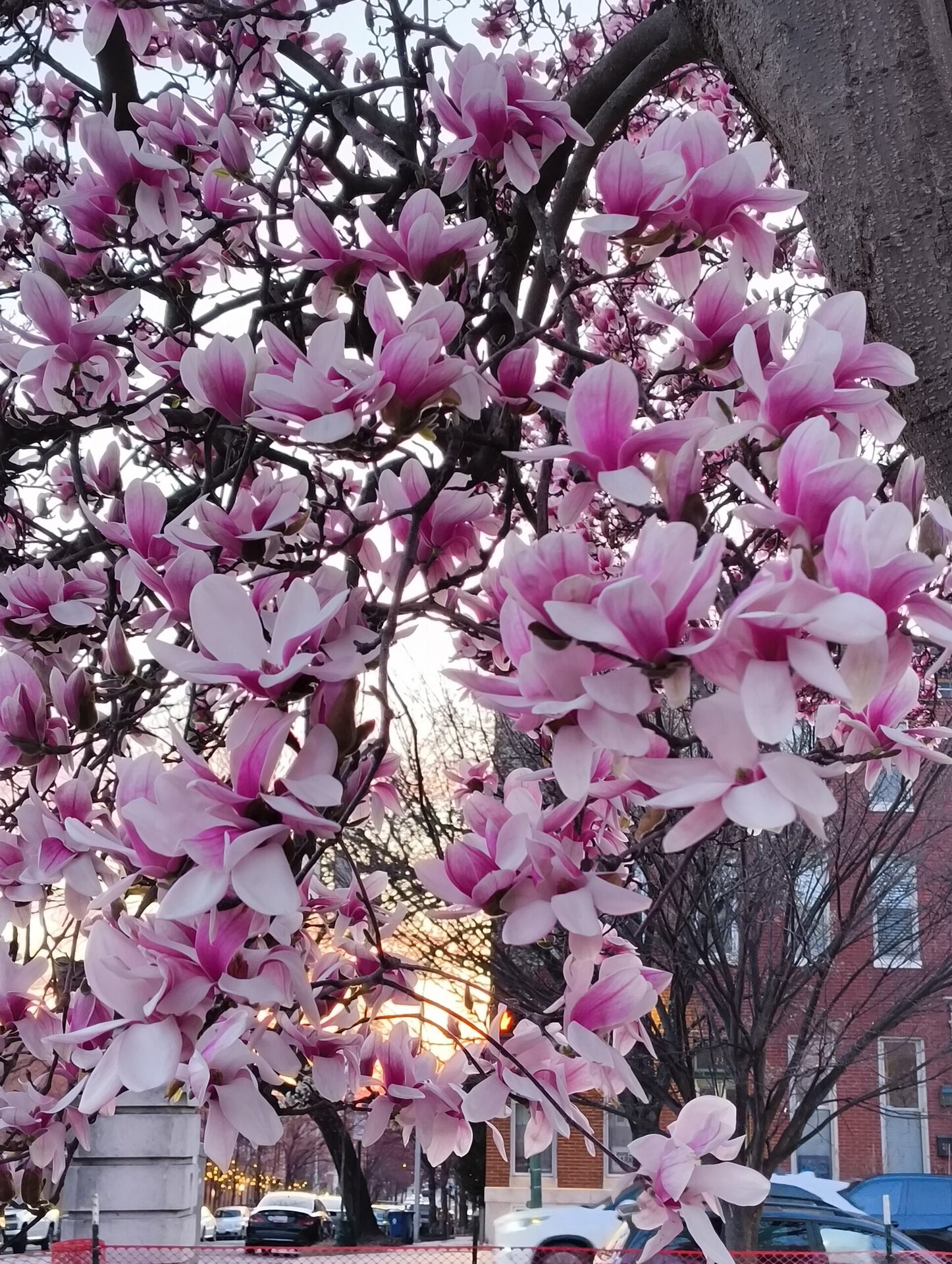 Noithing Phone 2a cherry blossoms