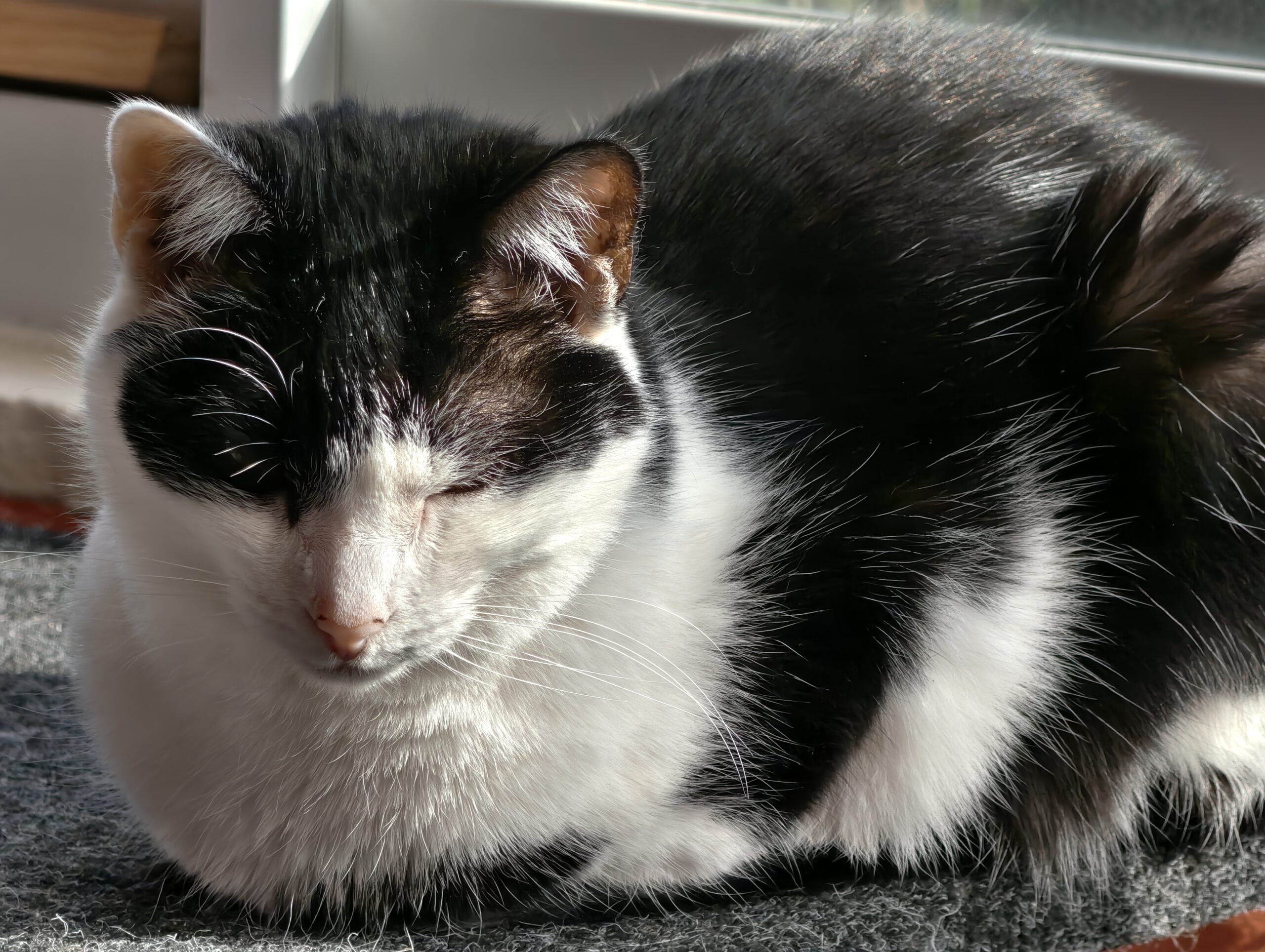 Vivo X100 Ultra cat 10x