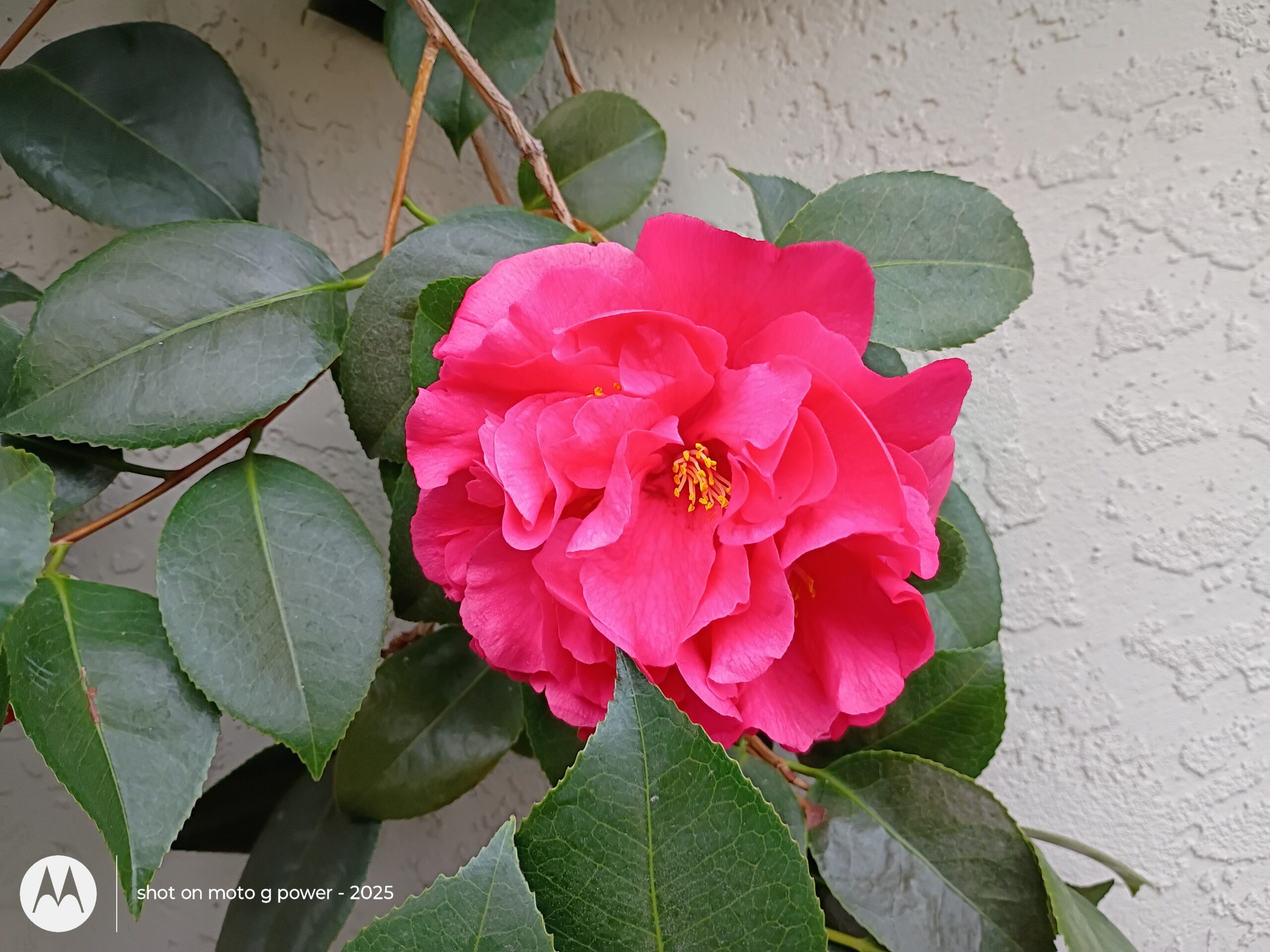 Moto G Power 2025 review camera samples