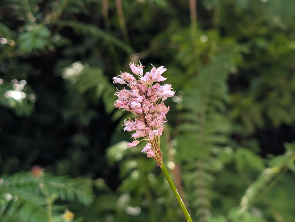 Google Pixel 9 Pro XL camera sample flower